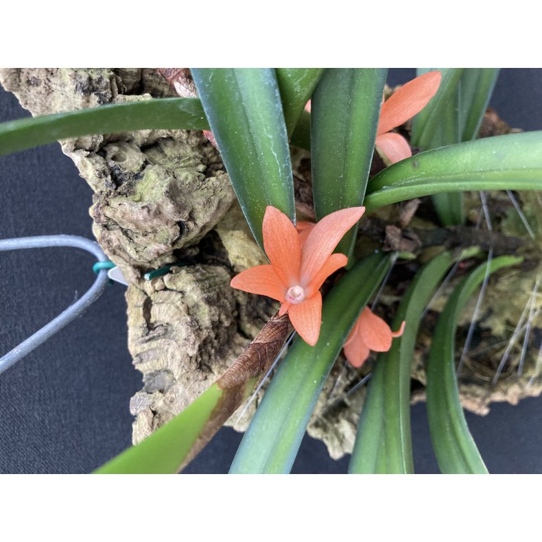 Ceratostyllis rubra/retisquama