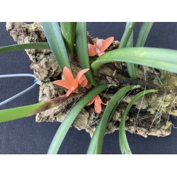 Ceratostyllis rubra/retisquama