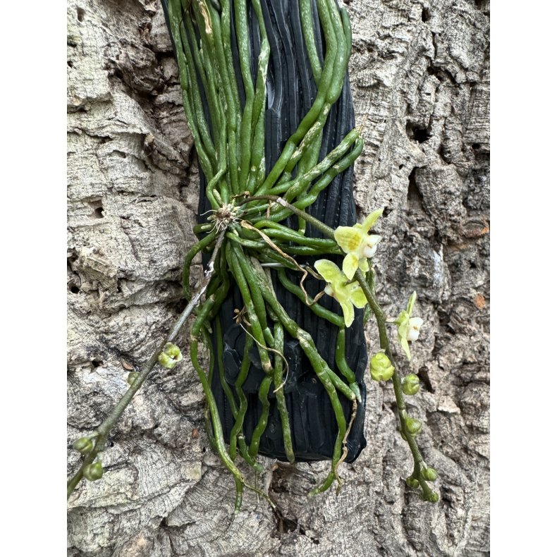 Chiloschista viridiflava