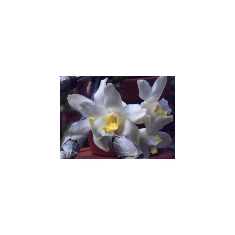 Chysis bractescens