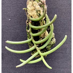 Cleisostoma arietinum