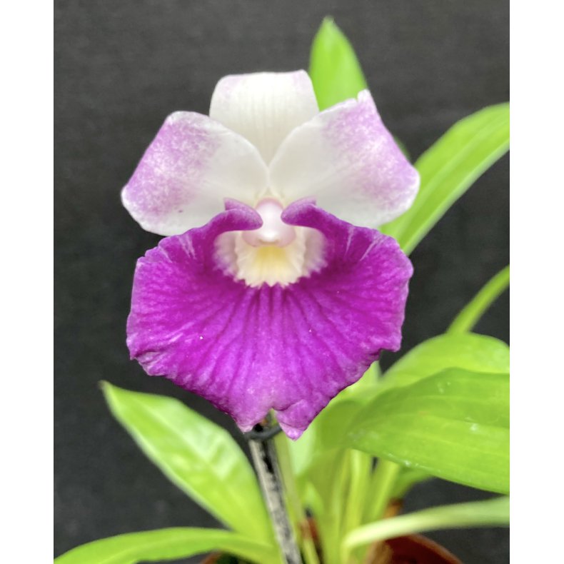 Cochleanthes discolor hybrid