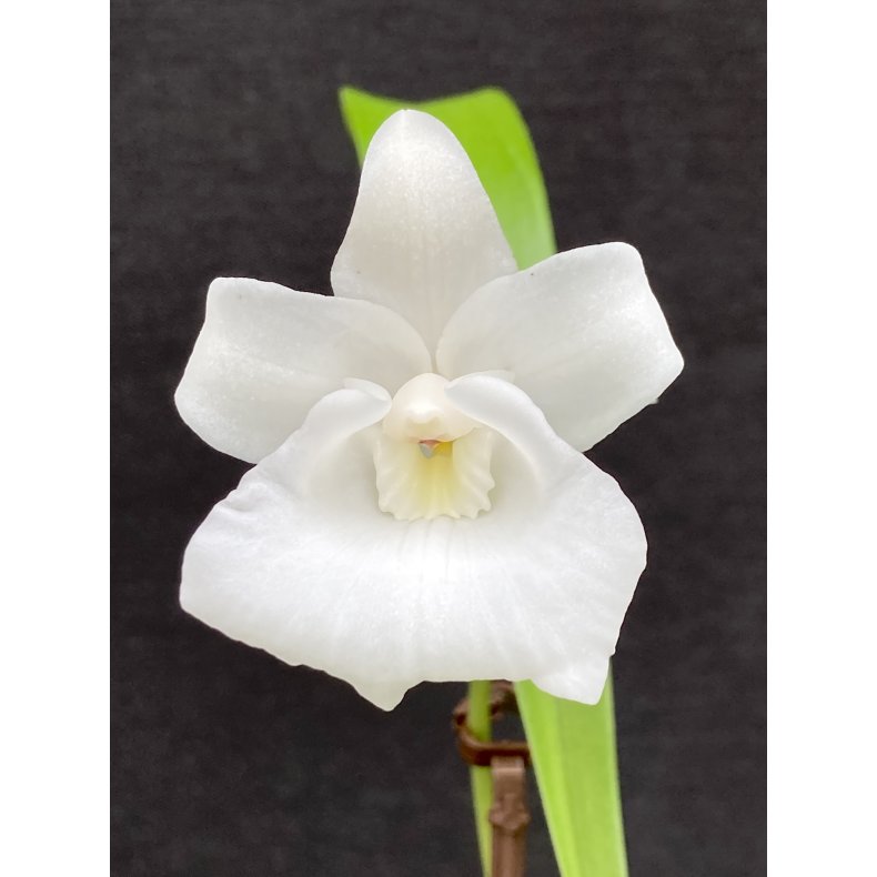 Cochleanthes Snowflake