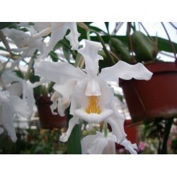 Coelogyne cristata 