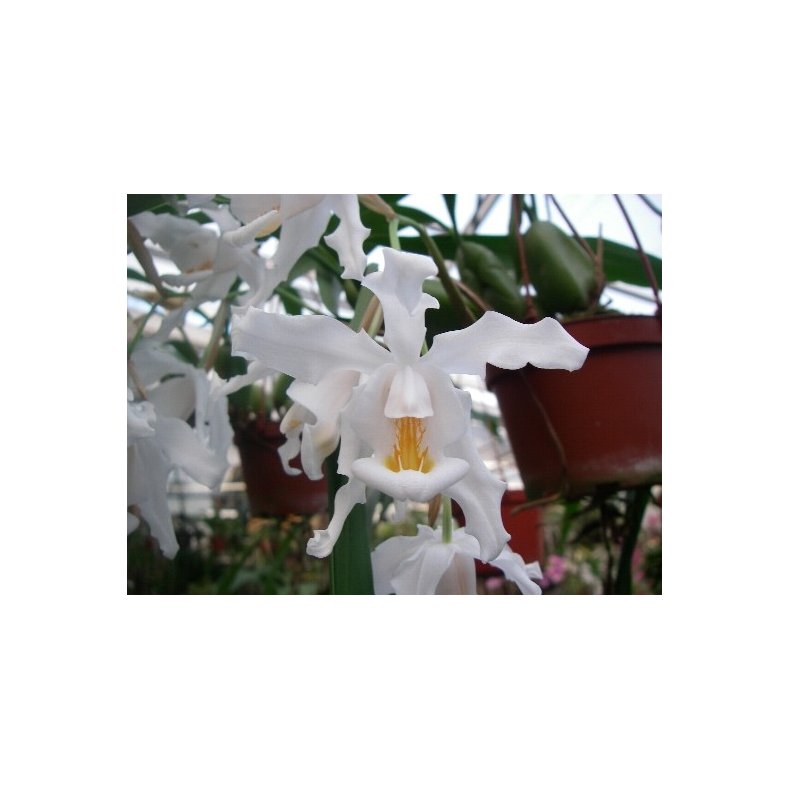 Coelogyne cristata 