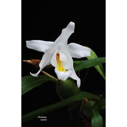 Coelogyne cristata 