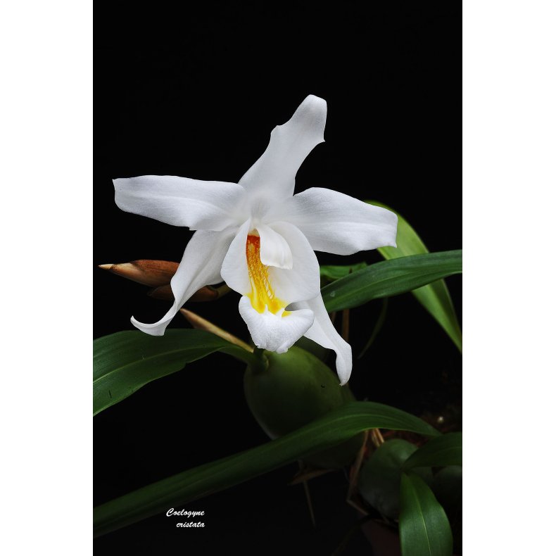 Coelogyne cristata 