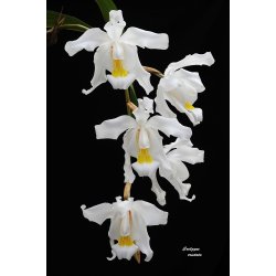 Coelogyne cristata 