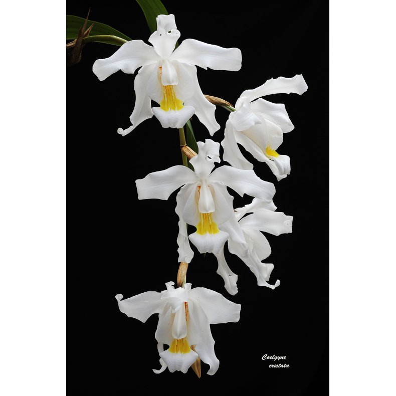 Coelogyne cristata 