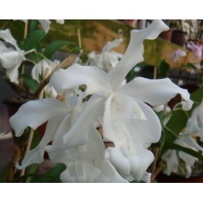 Coelogyne cristata alba