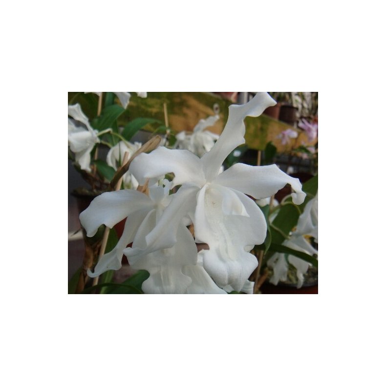 Coelogyne cristata alba