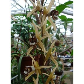 Coelogyne dayana 