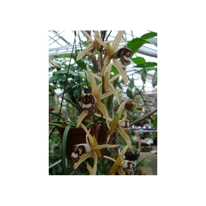 Coelogyne dayana 