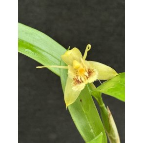 Coelogyne fimbriata klods