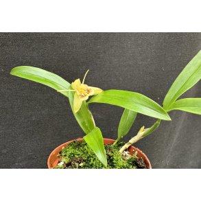 Coelogyne fimbriata