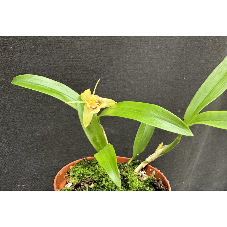 Coelogyne fimbriata