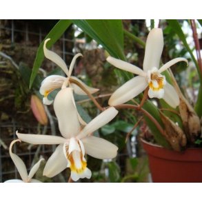 Coelogyne flaccida 