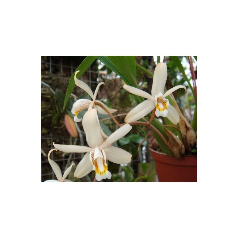 Coelogyne flaccida 