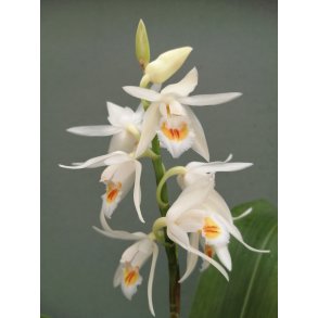 Coelogyne flexuosa