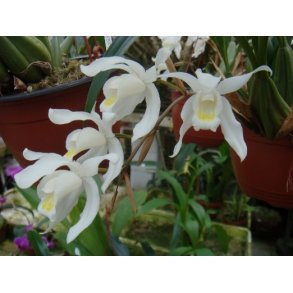 Coelogyne glandulosa 