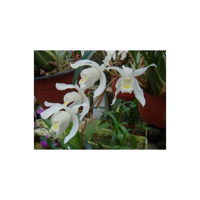 Coelogyne glandulosa 
