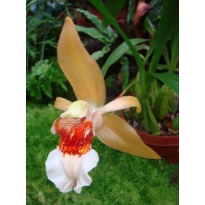 Coelogyne lawrenceana 
