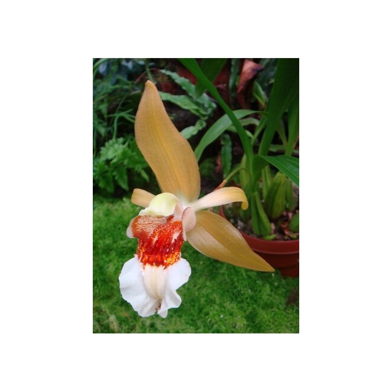 Coelogyne lawrenceana 