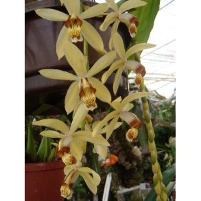 Coelogyne massangeana 