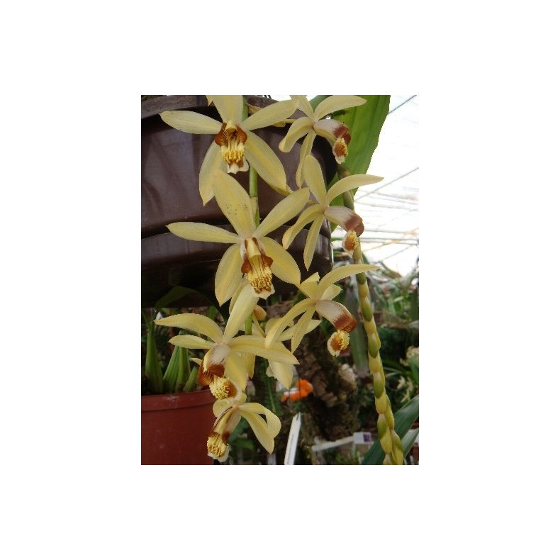 Coelogyne massangeana 