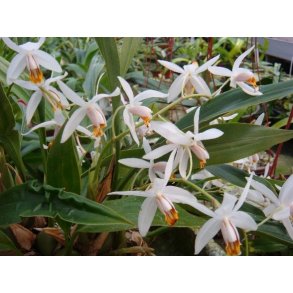 Coelogyne nitida 