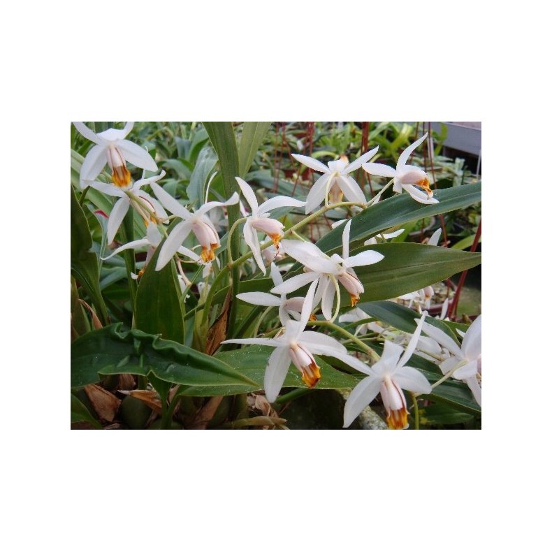 Coelogyne nitida 
