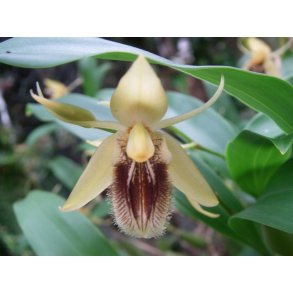 Coelogyne ovalis 