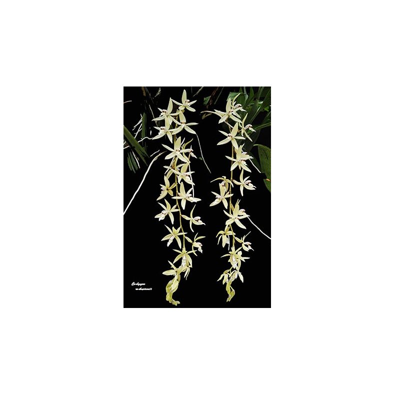 Coelogyne rochussenii 
