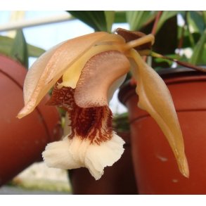 Coelogyne salmonicolor