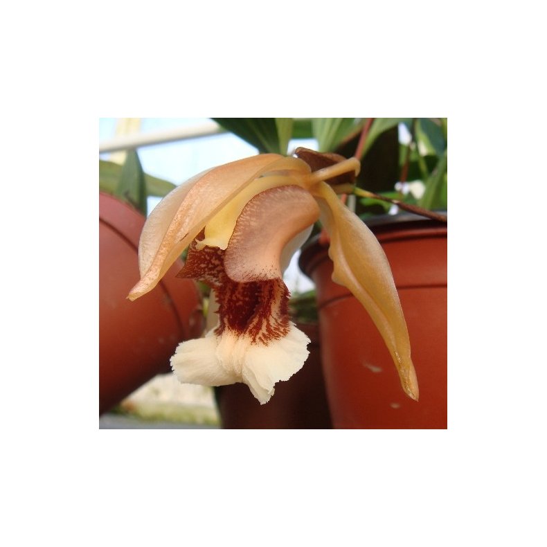 Coelogyne salmonicolor