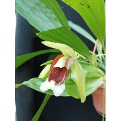 Coelogyne salmonicolor