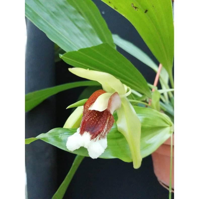 Coelogyne salmonicolor