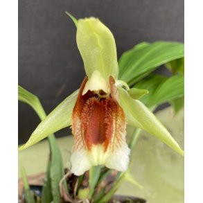Coelogyne speciosa