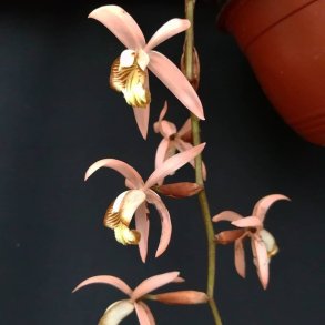 Coelogyne velutina 'pink form'