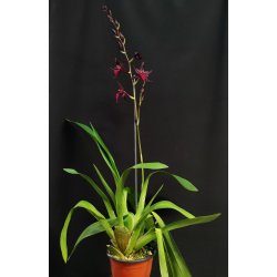 Colmanara Masai 'Red'