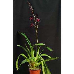 Colmanara Masai 'Red'