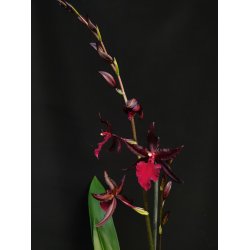 Colmanara Masai 'Red'