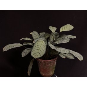 Ctenanthe burle-marxii 'Amagris'