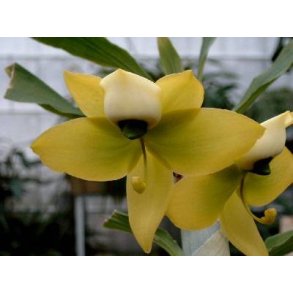 Cycnoches chlorochilon