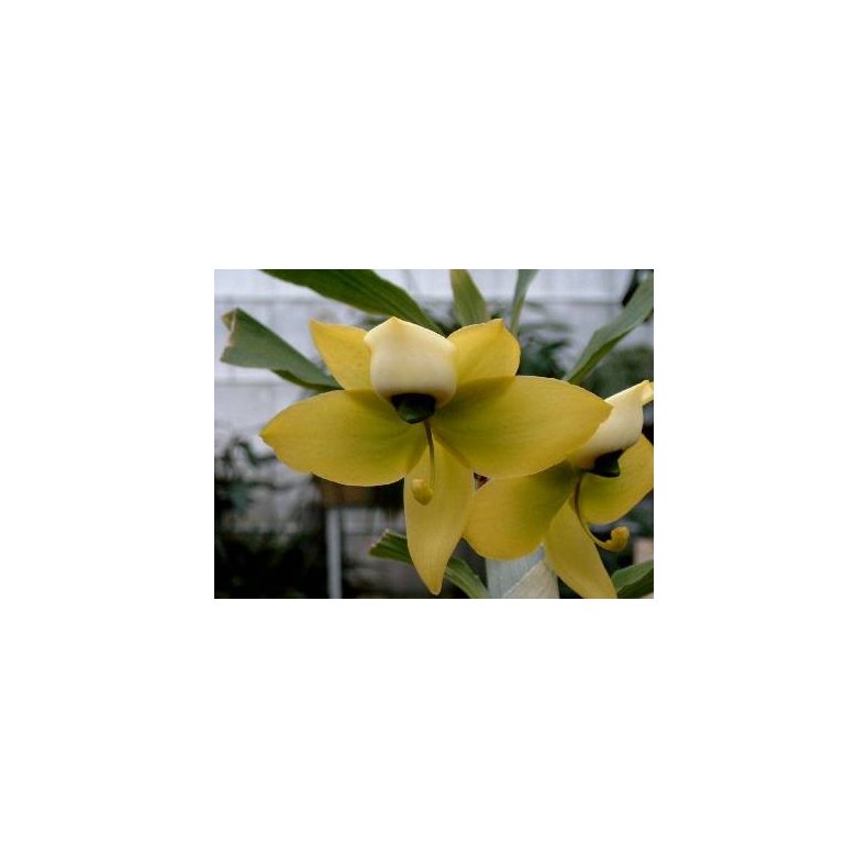 Cycnoches chlorochilon