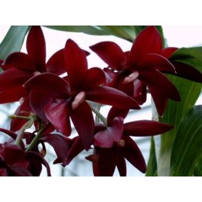 Cycnoches Wine Delight 