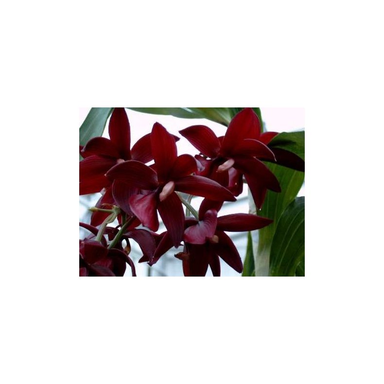 Cycnoches Wine Delight 