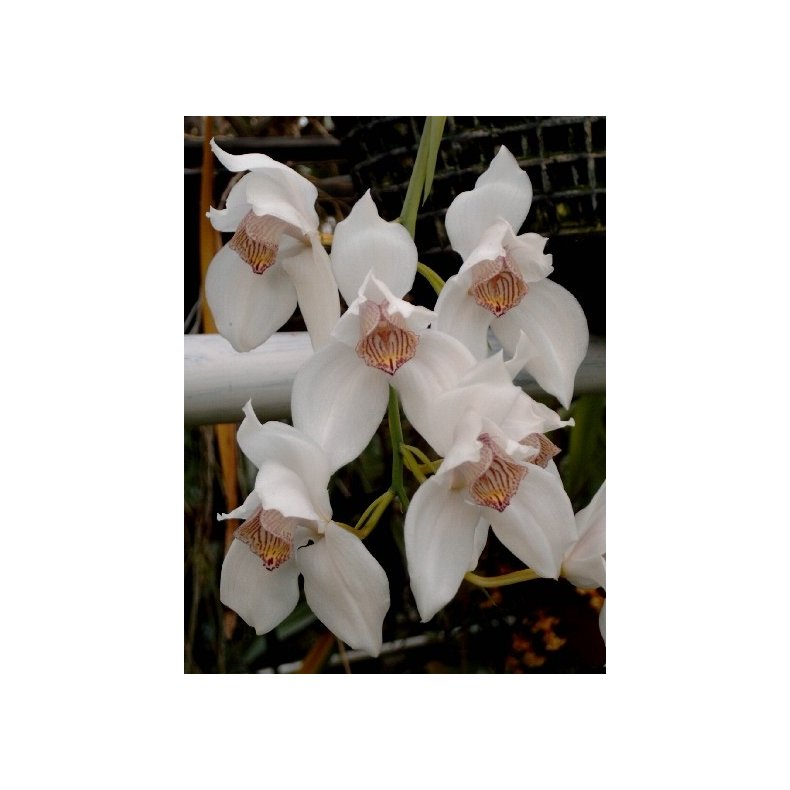 Cymbidium erythrostylum