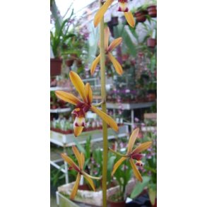 Cymbidium findleysonianum