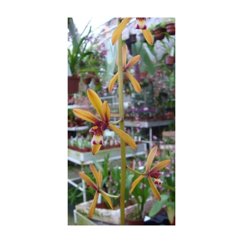 Cymbidium findleysonianum